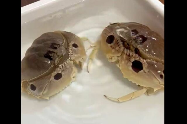 飼育しているカニ2匹の行動に5万いいね　かわいすぎる行動に思わずほっこり