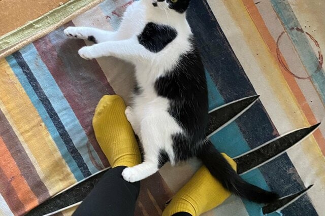 猫の「出勤阻止」を阻止した同居猫　連携プレーが微笑ましい