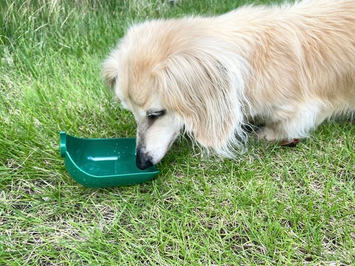 給水機で犬に水をあげているところ