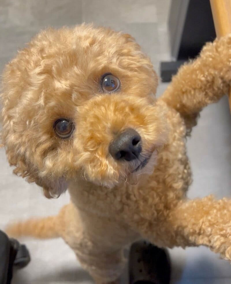 「ゲームをする飼い主」に構ってほしい犬 膝の上から顔を舐めるシュールな光景がたまらない
