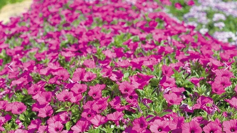 今がお迎えのタイミング！春から秋まで長く楽しめる〈育てやすい花3つ〉手間いらずでたくさん花を咲かせてくれます！