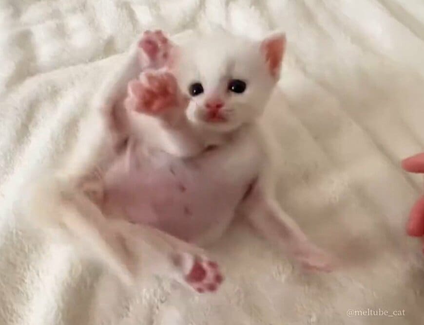 出所：@meltube_cat