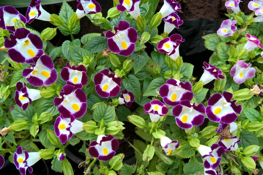 Anshumalish/shutterstock.com