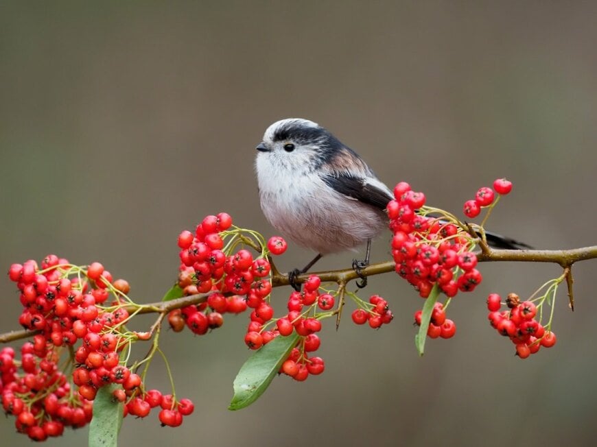 次の支給日は2月13日【老齢年金】基礎年金の平均月額は約5.9万円。では厚生年金はいくら？
