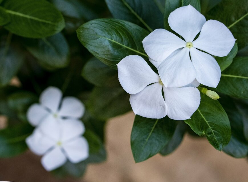 Rajnesh Domalpalli/istockphoto.com