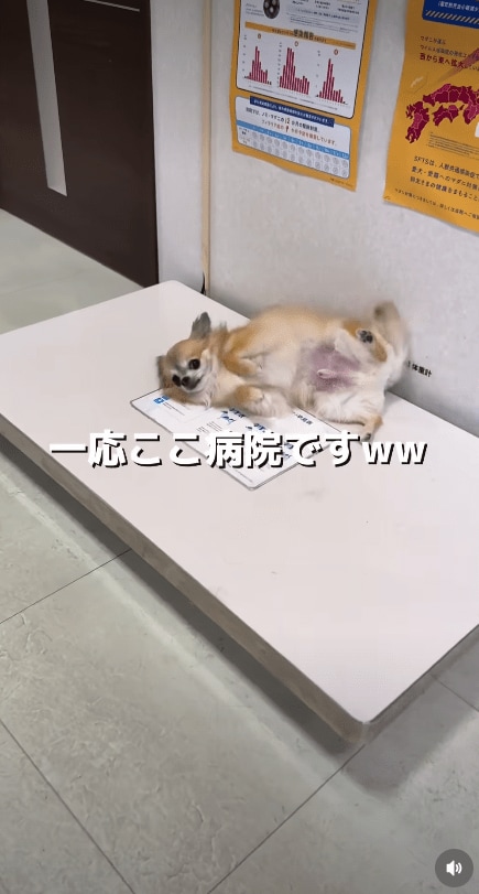 @idea_animal_hospital