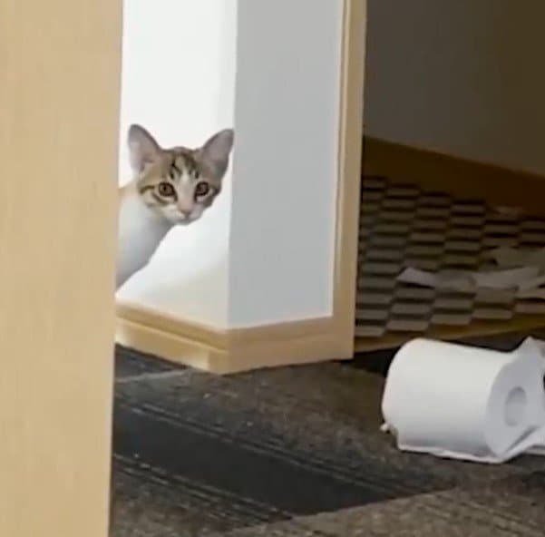 出所：@totomaru_hanmi