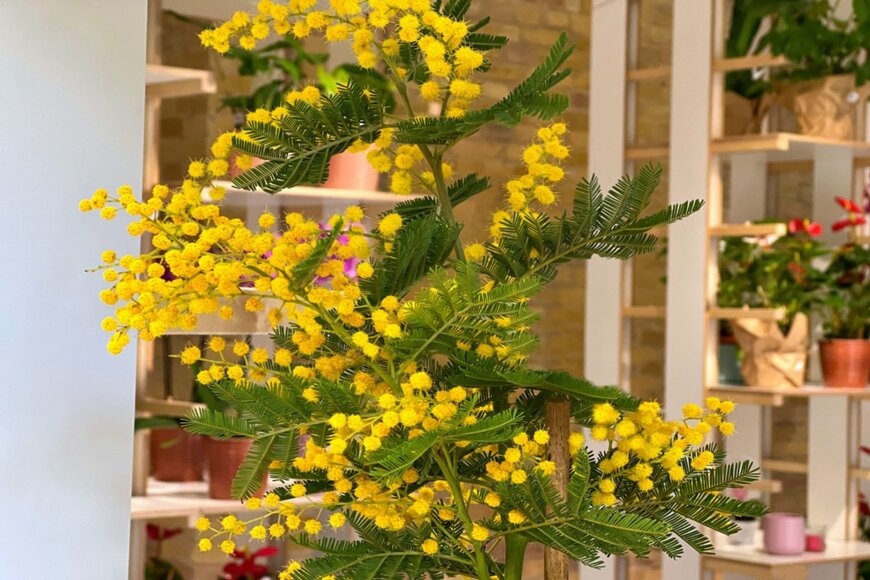 lialina/shutterstock.com