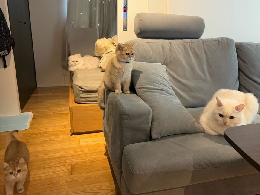 【何しに来た】洗濯物を畳もうとすると…猫たちのリアクションがみんな同じで笑ってしまう！