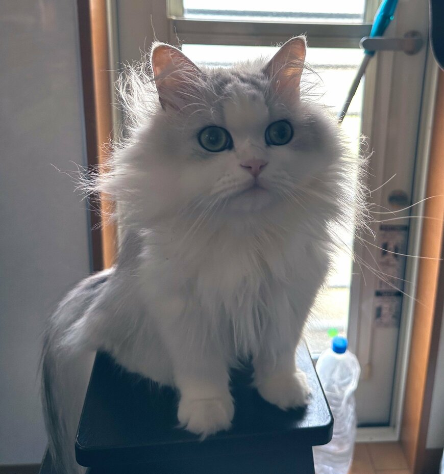 出所：@NEKOLAND13