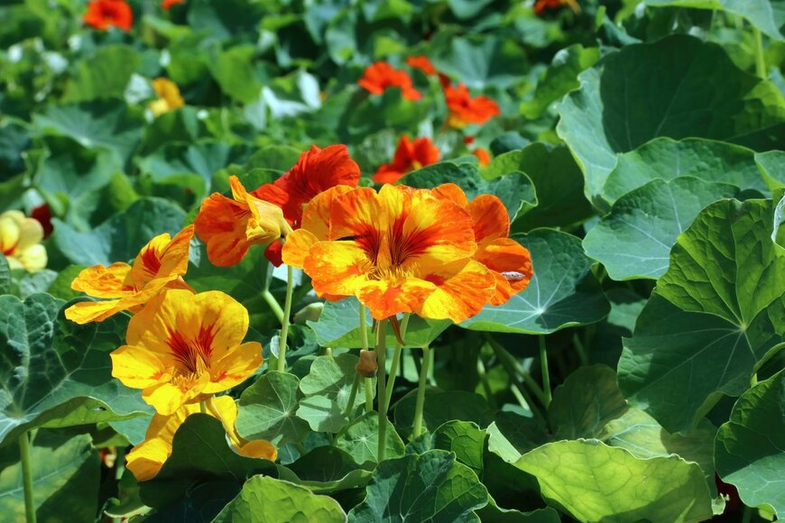 Judith Andrews/shutterstock.com