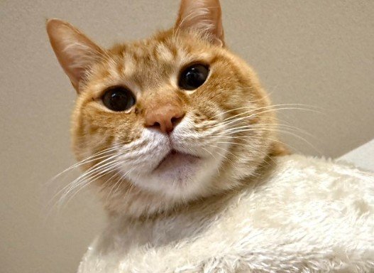 【中におじさん入ってる？】「よっこらしょ」と座る猫の姿に思わず二度見！哀愁漂う姿が話題