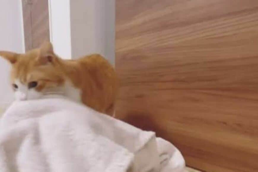 【ちょ、後ろ後ろ！】遊んでいる猫の背後に何かいる→気づいた猫のセキュリティが強すぎて…