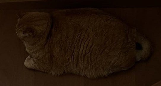 出所：@kagisuzu0531