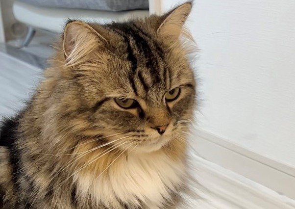 出所：@meltube_cat