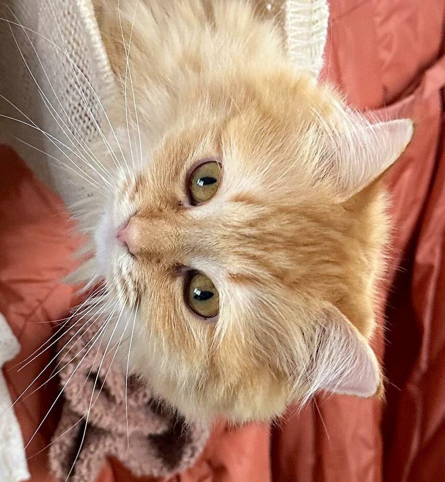 出所：@NEKOLAND13 