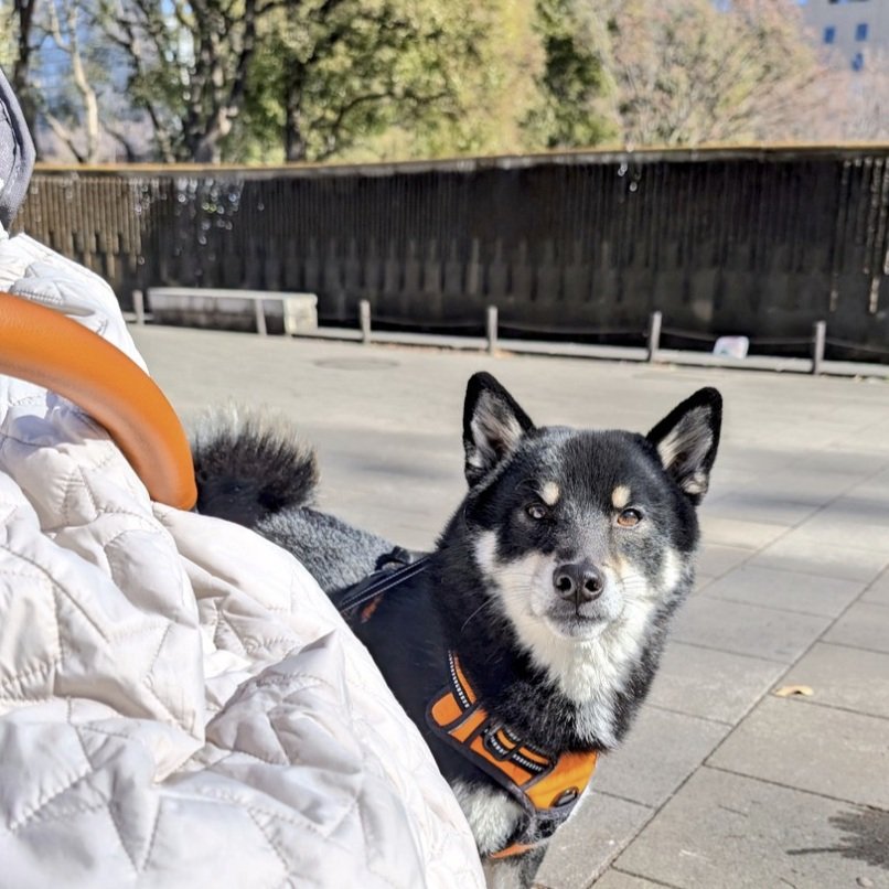 ベビーカーに合わせてゆっくり歩く姿にキュン！やさしいワンちゃんの気遣いにほっこり