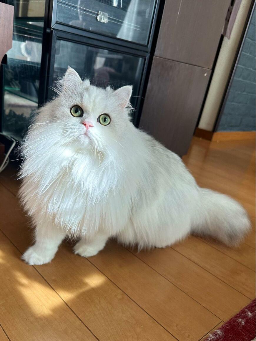 出所：@NEKOLAND13