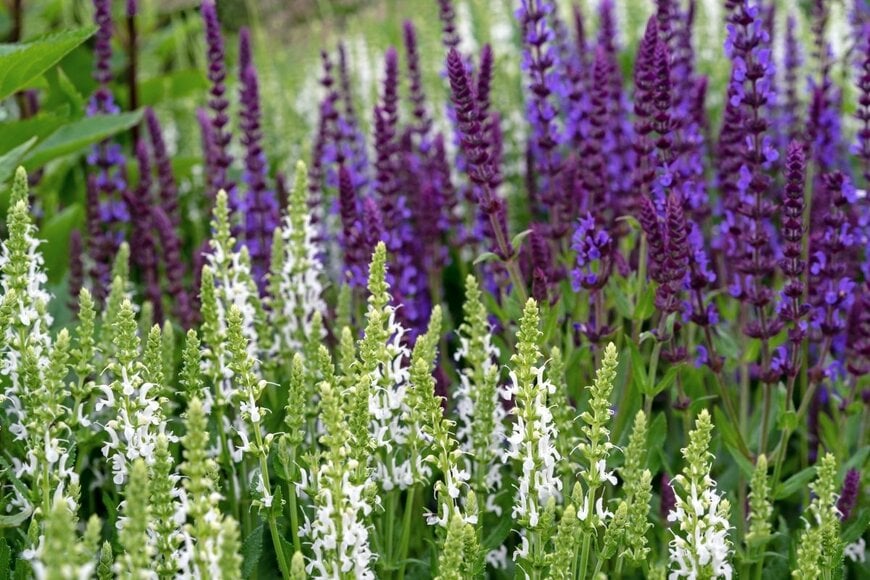 valemaxxx_shutterstock.com