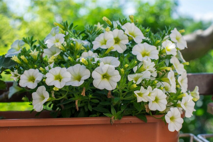 【ガーデニング】夏は涼やかカラーの花で「こんもり鉢植え」を！オススメ草花7選