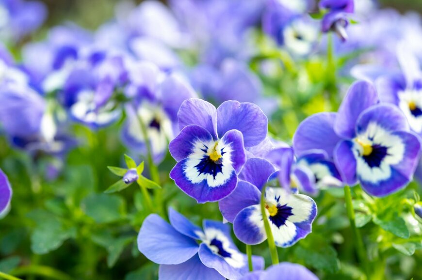 barmalini/shutterstock.com