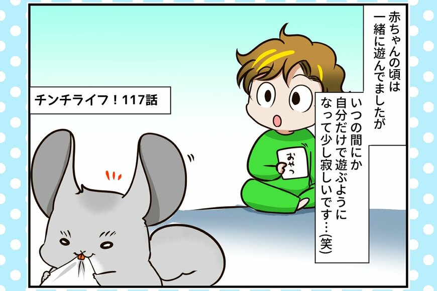 チンチラ男子、ついに反抗期!? いつまでも可愛いベビーじゃいられない 【チンチライフ117話】