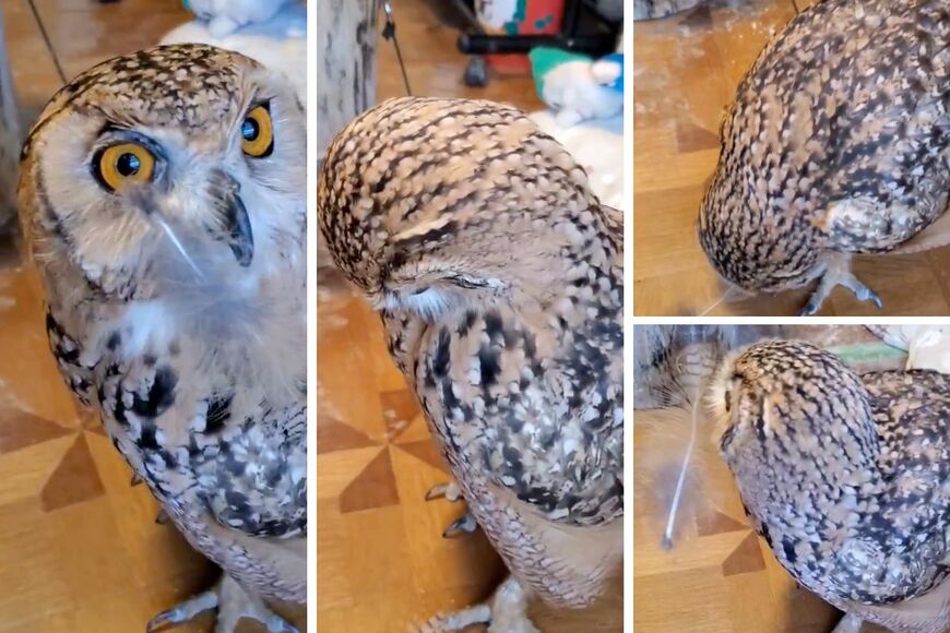 出所：@NORIKO_Rye