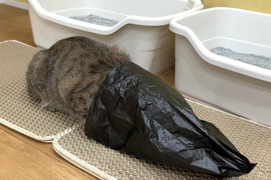 「ニャニしてるん…？」猫のトイレ掃除中、姿を現した「妖怪」が話題に