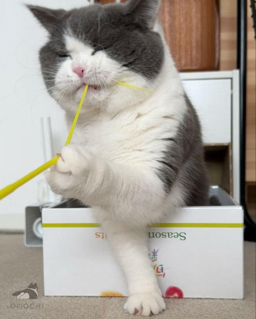 出所：@omochiomoching