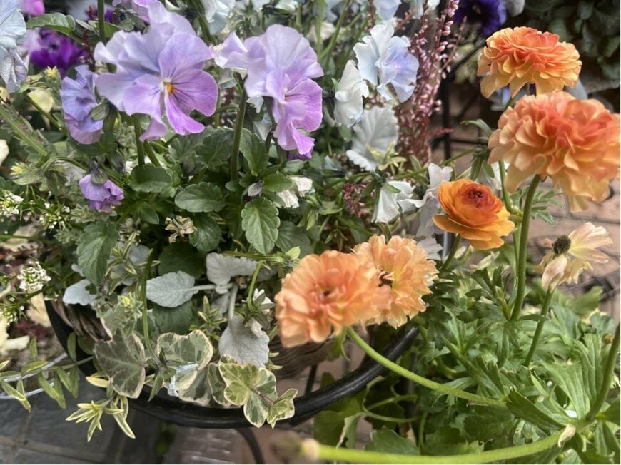 【寄せ植えより簡単】置くだけで玄関映える《ラナンキュラス主役の寄せ鉢》一緒に飾りたい《相性の良い花》3選