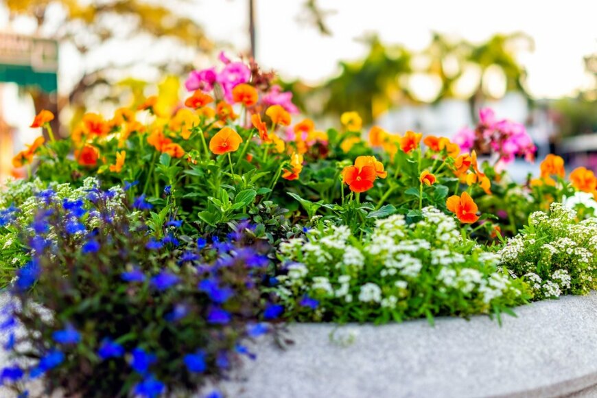 【ガーデニング】秋からの花壇は【パンジー・ビオラを主役に】パンビオと一緒に植えたい植物7選