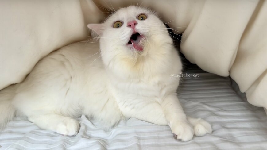 出所：@meltube_cat