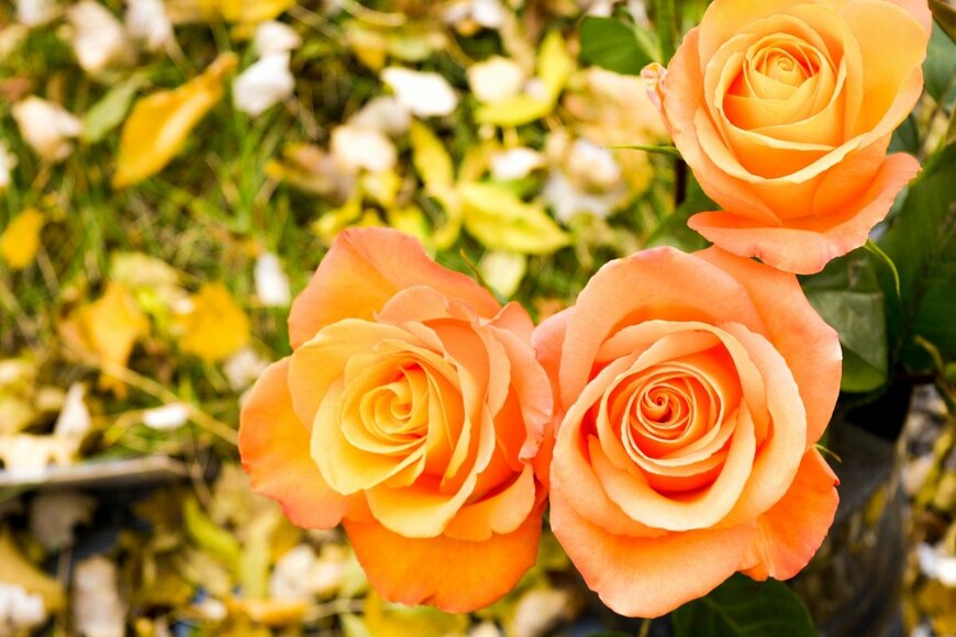 Koxae Sun/shutterstock.com