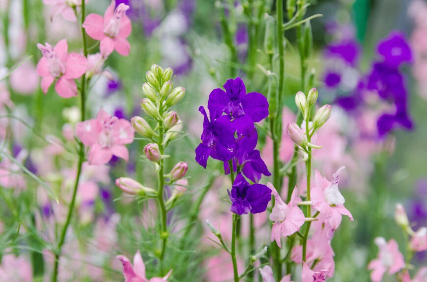 Helga_foto/shutterstock.com