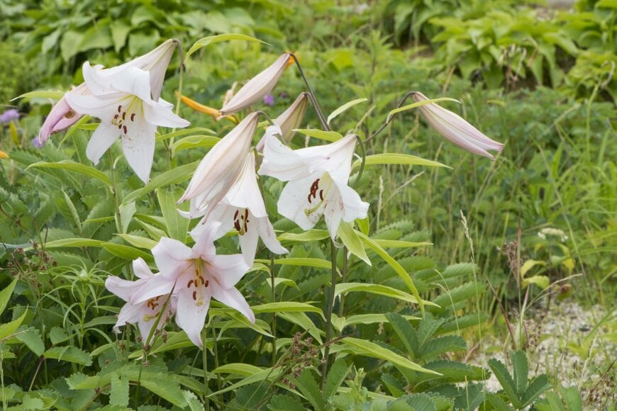 Hakkousei/shutterstock.com