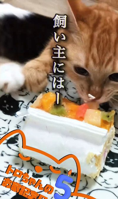 出所:@nikoandkotatorowasabi