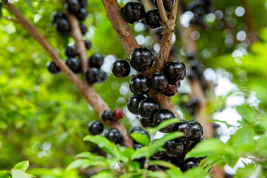 litchima/shutterstock.com