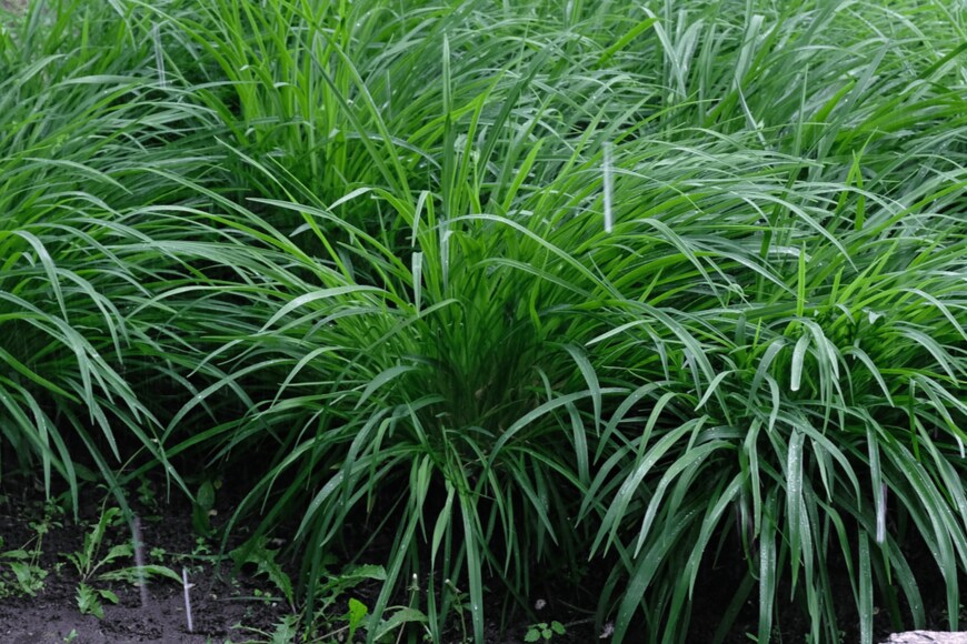 Anakumka/shutterstock.com