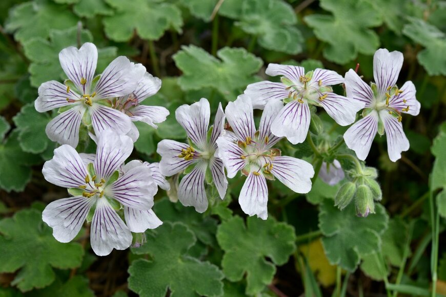 COULANGES/Shutterstock.com