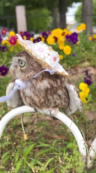 【初夏のフクロウ】お花畑を散策するフクロウさん…麦わら帽子姿が「可愛すぎる」「似合ってる」と大反響