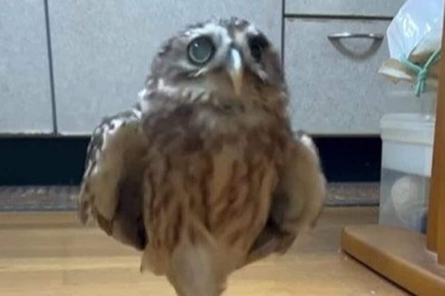 【かわいいフクロウ】室内散歩中に雷が鳴ったら→同居猫との意外な違いも笑える　「かわいすぎてリピしちゃう」