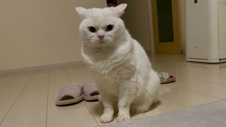 「なんか怒ってらっしゃる…？」真っ白な猫ちゃんのイカ耳姿に反響続々