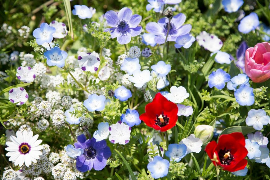 【ガーデニング】オシャレな庭や花壇にオススメの花9選！色の組み合わせがステキな春の寄せ植え例