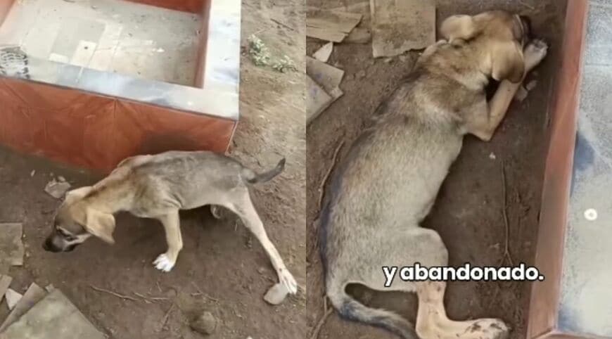 出所：<u><a href="https://www.instagram.com/p/Dc2HYBjtm4B/" target="_blank">@vozanimalperu</a></u>