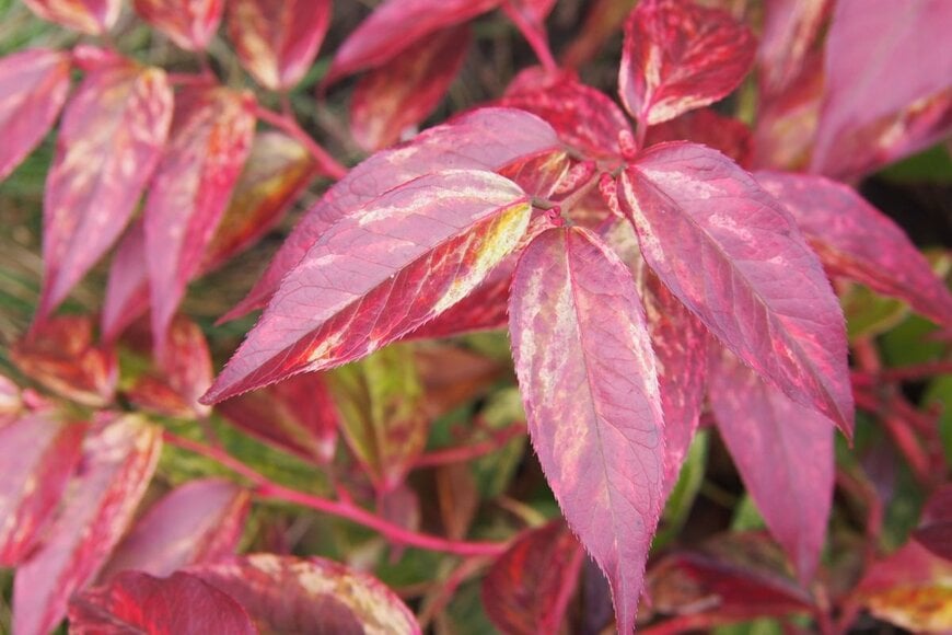 赤く色づいた葉にクリーム色の斑が入っているセイヨウイワナンテン