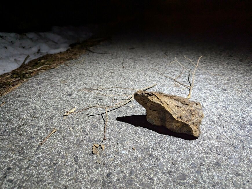 ヒキガエルに見えた石