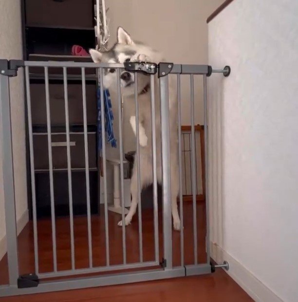 ゲートの前のハスキー犬