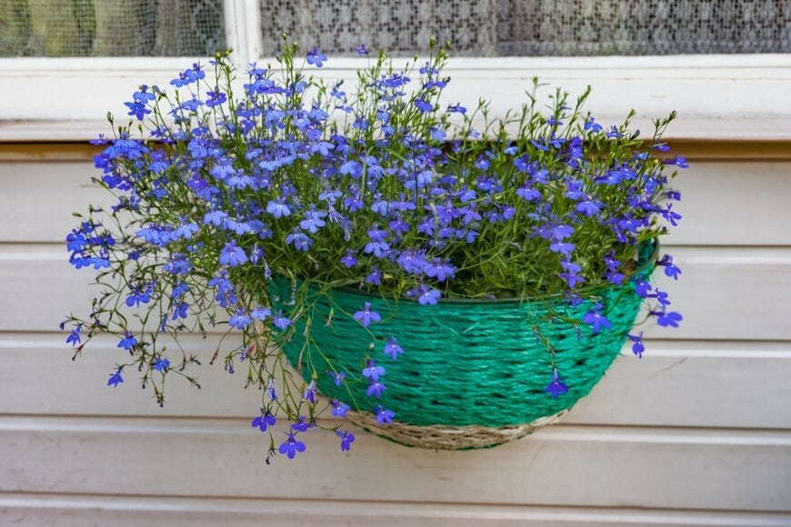 緑色のバスケットで青い花を咲かせているロベリア