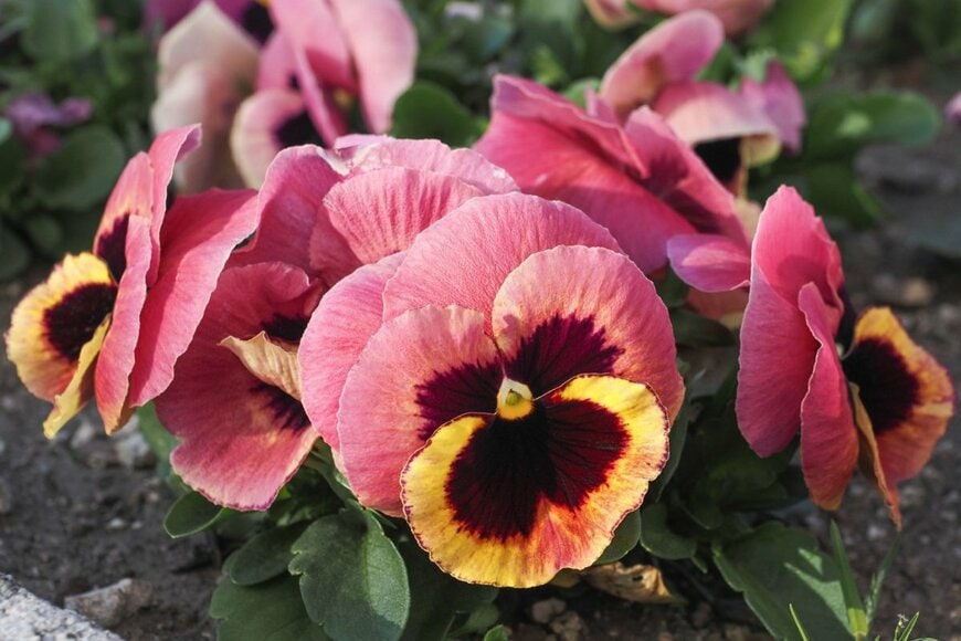 ピンクと黄色の花びらのパンジー