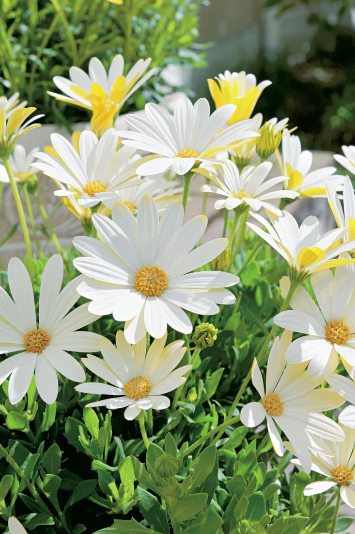 花びらの表が白、裏が黄色の、キララ　ホワイト